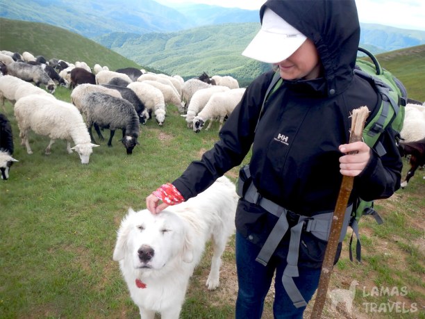 Алабаи в Карпатах. Свидовец.