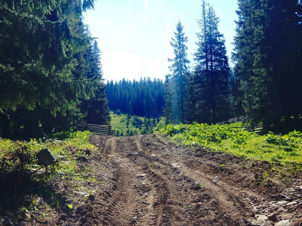 Грязь в Карпатах. Следы от лесовоза.